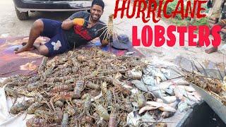 MASSIVE "HURRICANE" LOBSTER CATCH #hurricaneberyl BRING LOBSTER!!