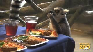 A Lemur Thanksgiving at Brookfield Zoo!