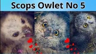 Beautiful Story of SCOPS OWLET No 5 The Youngest, Strongest & Cutest Little Owlie 