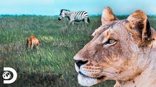 Depredadores por naturaleza en África: el león | Supervivencia Salvaje | Discovery Latinoamérica