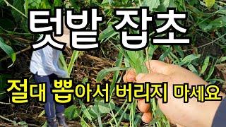 텃밭 풀 대박효과 3가지 잡초 절대 뽑아서 버리지말자 잡초는 더이상 적이 아닙니다 잡초 이용하는법 제초매트 제초제 무농약 친환경 #잡초제거방법 #초생재배 #무경운농법 #잡초농법