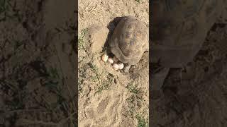 turtle laying  eggs  Baku