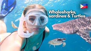 First time Swimming with Whale Sharks & Sardines in Moalboal Cebu, Philippines 