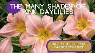 SO MANY SHADES OF PINK!! | Pink daylilies come in all shades