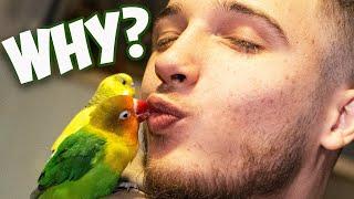 Why I make videos about Loki the Lovebird and Budgie ?