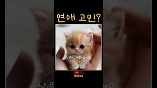 귀여운 고양이와 함께하는 사랑의 타로 상담!  #shorts