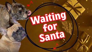 French Bulldogs Get Treat While Waiting for Santa - Day 11 of their 12 Days of Christmas 2024