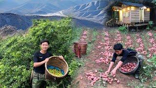 2 Years Alone in Forest. 2 days harvesting plums, red potatoes go to market sell. Raise ducklings