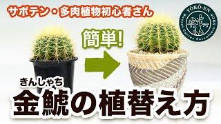 【サボテン】金鯱の植え替え・育て方