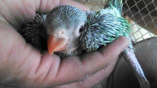 My Young Parrot pair  Breeding progress|I will do easily check about which egg is fertile/unfertile