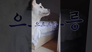 니가 왜 거기서 나와? 베란다 불청객의 정체는? #강아지일상 #반려견 #shorts #쇼츠 #쇼츠비디오 #쇼츠리즘 #jindodog #cute #pet