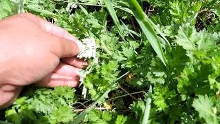 Capital Naturalist: Mugwort