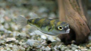 Asselkugelfisch (Colomesus asellus)