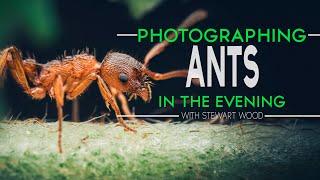 How to Photograph Ants in the Evening | Macro Photography Tutorial