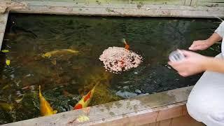 MY FRESHWATER POND - REAL KOI