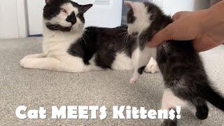 Baby kittens MEET their Cat DAD for First Time! - Funny Reaction!