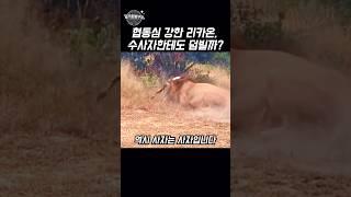 사자에게 잡힌 리카온, 그런데 동료들이 구하지 않은 이유는?