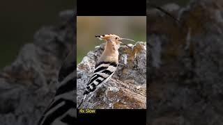 wa bohat payara parinda hi#hoopoe#beautiful#hoopoeenglish