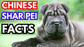 Chinese Shar Pei - Top 10 Facts