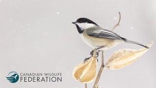 Canadian Wildlife Federation - Your Connection to Wildlife