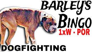 The History of the Famous - BAILEY'S BINGO 1XW POR - History of Dog Fighting #pitbull #apbt