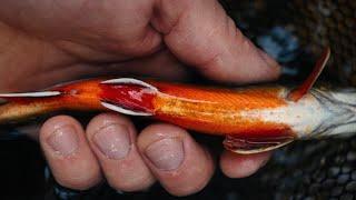 Brook Trout Fly Fishing in the Middle of Nowhere