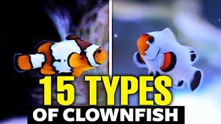 The Top 15 Types of Clownfish 