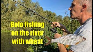 River bolo float fishing with stewed wheat