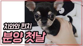 강아지 분양 첫날 치와와 펀치  입양 브이로그 (chihuahua)