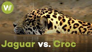 On the hunt with a jaguar - Even crocodiles lose against the king of the rainforest