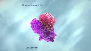 The Role of Antithrombin in Thrombosis | Mechanism of action