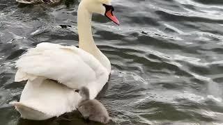 Swan Mom Carries ALL Her Babies Under Her Wings! l Inspirational l Super Cute And Beautiful