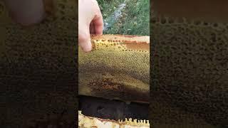 первый день откачки меда #пчеловодство  #пчелы  #краснодарскийкрай #пасека #bees #жизньвдеревне