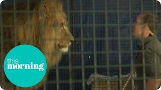 Amanda Holden Questions UK's Last Lion Tamer On Use Of Wild Animals | This Morning