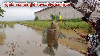 mancing ikan nila disawah kebanjiran-mancing nila sawah klelep umpan lumut‎@SPOT MANCING 