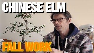 Chinese Elm Bonsai Fall Pruning, My Multiple Sclerosis Bonsai Therapy