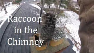 Removing a Raccoon From the Chimney | Using a Chimney Trap for Removal