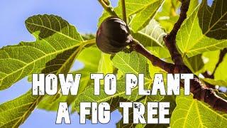 How to Plant a Fig Tree in the Ground (Propagate Fig Trees by Air Layering ) How to Grow Fig Trees