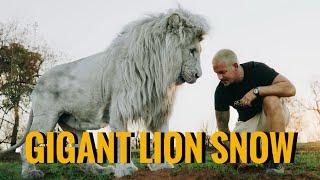 Walk with the Gigant Lion Snow - Dean Schneider