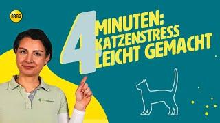 Katzenstress leicht gemacht: Wie ihr Stress erkennt und vermeidet