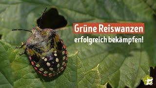 Grüne Reiswanze bekämpfen