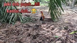 Ayam Hutan Pikat Betina F1 Vol #21