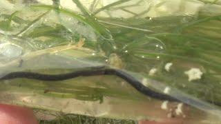 Containing The Invasive Starry Stonewort On Big Turtle Lake