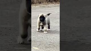 Amazing Kangal Dog Transformation #shorts