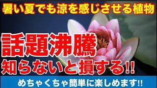 【暑い夏でも涼を感じさせる植物】今大人気の水生植物‼︎難しいと勘違いしている人、損します！実は球根植物で超簡単大人気の睡蓮をご紹介Ver372【カーメン君】【チューリップ】【球根】【宿根草】