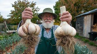 Want Bigger Garlic - Do This in February for Best Results