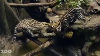 Ocelot Kitten Learns to Fish