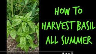 How to Harvest Basil Leaves all Summer