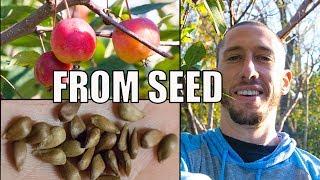 How To Grow An Apple Tree From SEED to FRUIT ! In 3 YEARS!!