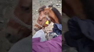 Horse mida Amarnath yatra chesam #minivlog #amarnathyatra #amarnathyatra #haraharamahadev #srija